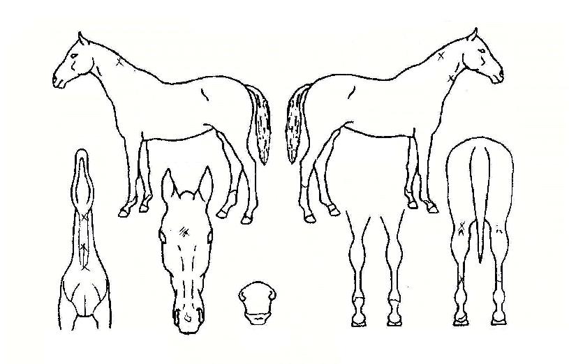 ÆÛÆåƮƯ±ÞÀÇ Ãø¸é,¿ì¸é,µÞ¸é,µÎ»ó,´Ù¸®ÀÇ Æ¯Â¡µµÇØ