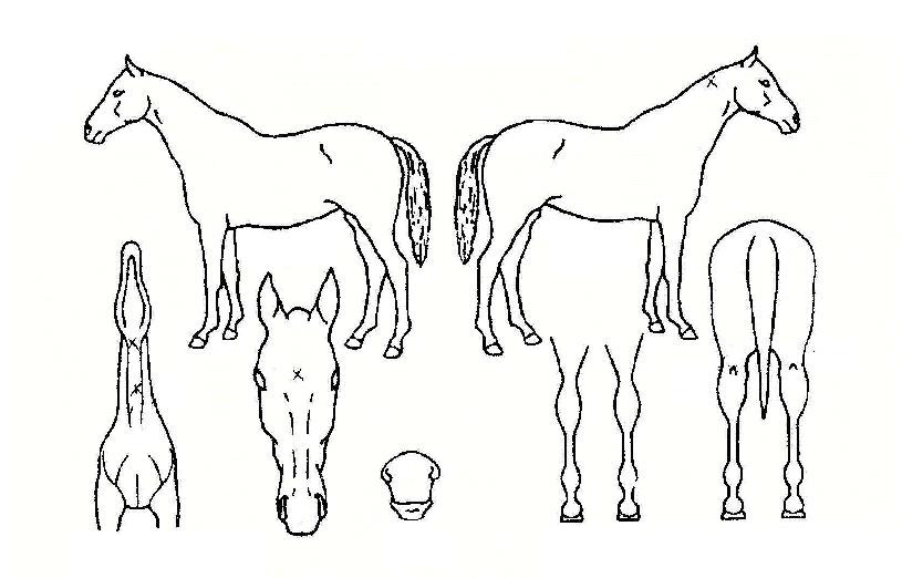 ������������ ����,���,�޸�,�λ�,�ٸ��� Ư¡����