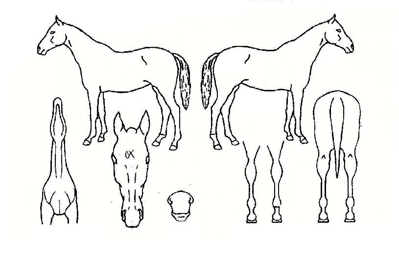 ��Ʈ����Ŀ�� ����,���,�޸�,�λ�,�ٸ��� Ư¡����