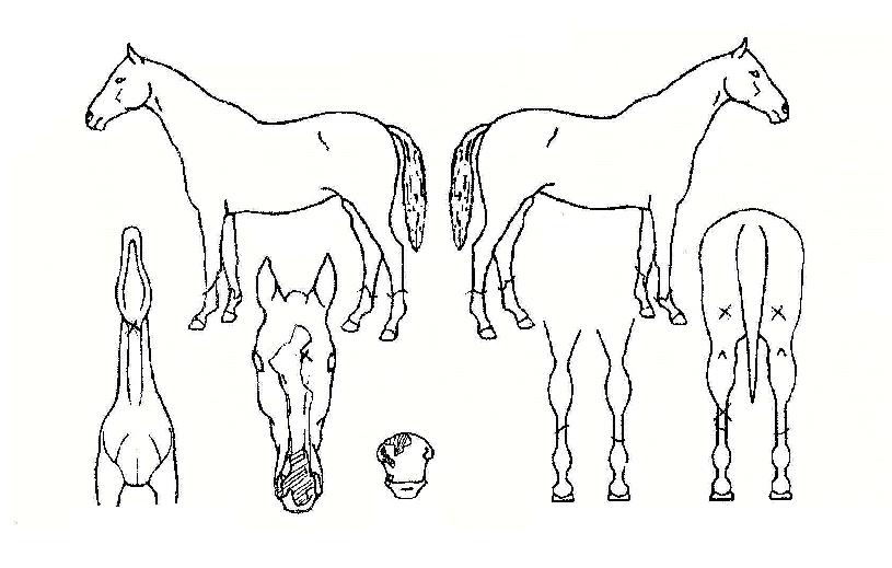 �ۺ����ڸ��� ����,���,�޸�,�λ�,�ٸ��� Ư¡����