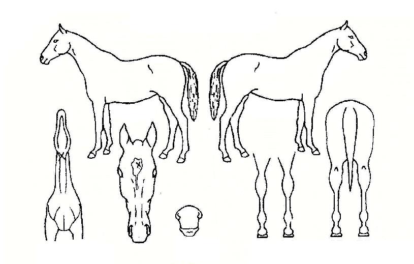 ¿¢¼³·±Æ®ÆÄ¿öÀÇ Ãø¸é,¿ì¸é,µÞ¸é,µÎ»ó,´Ù¸®ÀÇ Æ¯Â¡µµÇØ