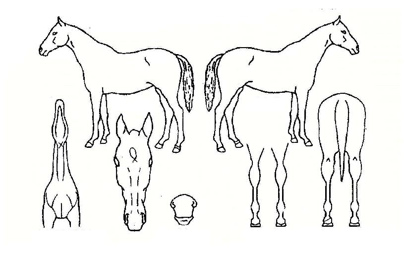 ��������� ����,���,�޸�,�λ�,�ٸ��� Ư¡����