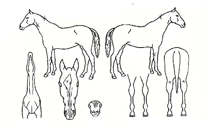 ���������� ����,���,�޸�,�λ�,�ٸ��� Ư¡����