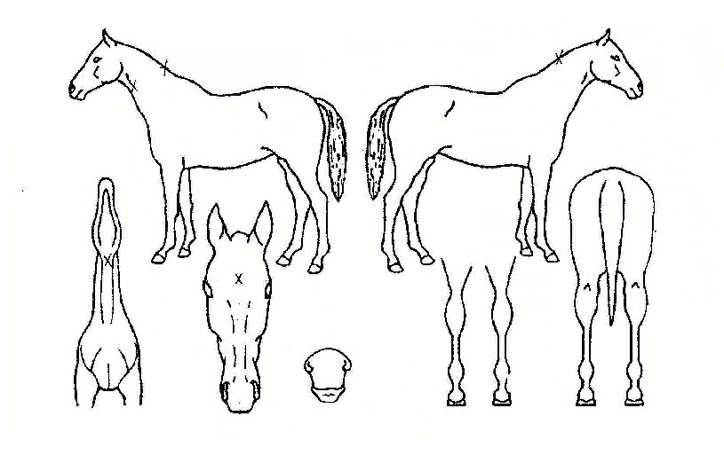 ����Ʈ���� ����,���,�޸�,�λ�,�ٸ��� Ư¡����