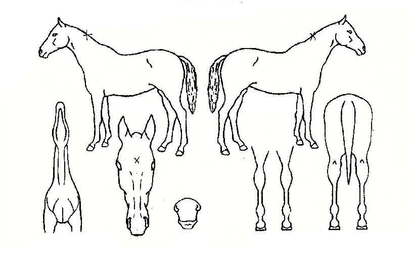 Ž������ ����,���,�޸�,�λ�,�ٸ��� Ư¡����