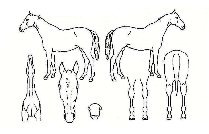 ºñÀÍÁ¶ÀÇ Ãø¸é,¿ì¸é,µÞ¸é,µÎ»ó,´Ù¸®ÀÇ Æ¯Â¡µµÇØ