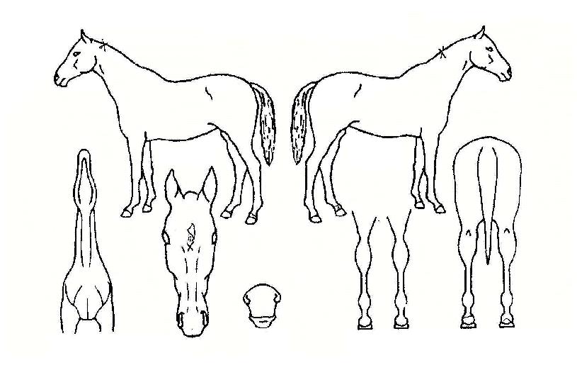 �ֳ����� ����,���,�޸�,�λ�,�ٸ��� Ư¡����