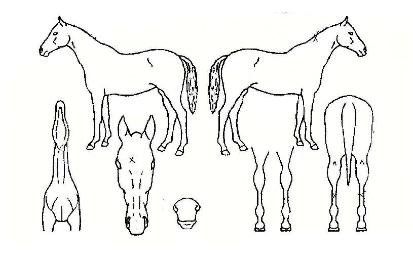 �����Ǻ��� ����,���,�޸�,�λ�,�ٸ��� Ư¡����