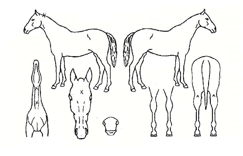 ��ǳ��ȣ�� ����,���,�޸�,�λ�,�ٸ��� Ư¡����