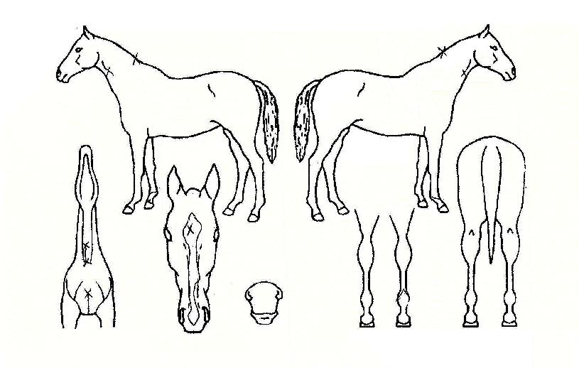 �������� ����,���,�޸�,�λ�,�ٸ��� Ư¡����