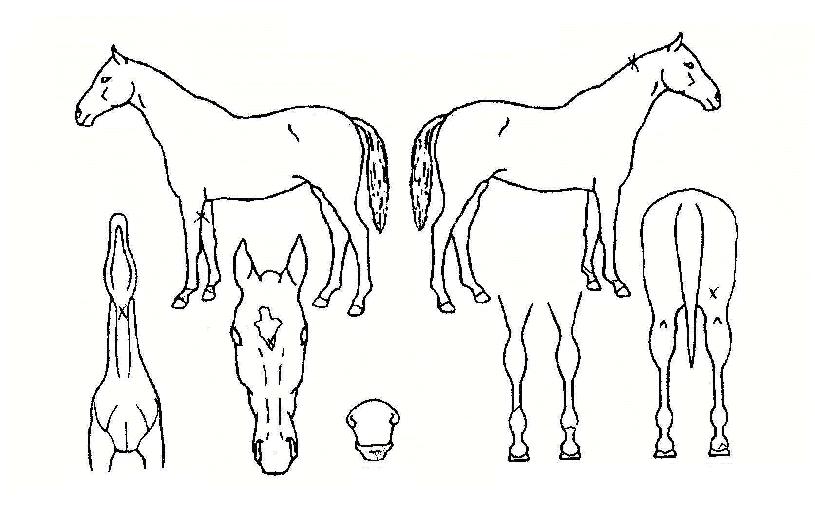 ���������� ����,���,�޸�,�λ�,�ٸ��� Ư¡����