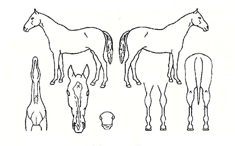 �ø����� ����,���,�޸�,�λ�,�ٸ��� Ư¡����