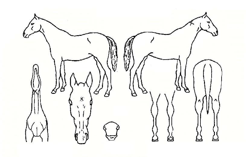 ���ٸ��� ����,���,�޸�,�λ�,�ٸ��� Ư¡����