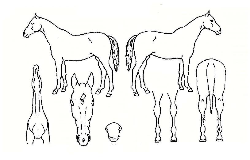 �̾��� ����,���,�޸�,�λ�,�ٸ��� Ư¡����