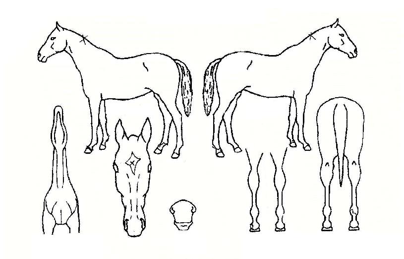 �����׸����� ����,���,�޸�,�λ�,�ٸ��� Ư¡����