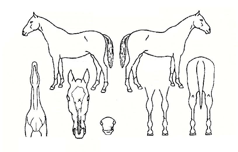 ��½ô��� ����,���,�޸�,�λ�,�ٸ��� Ư¡����