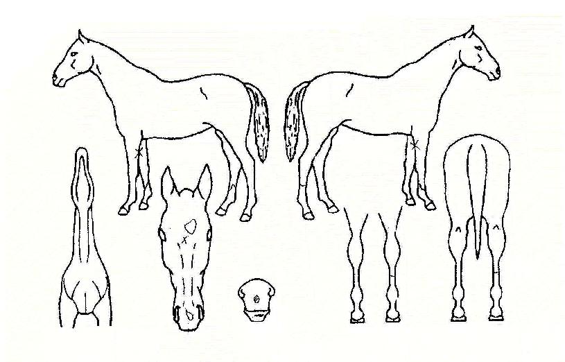 ����Ż������ ����,���,�޸�,�λ�,�ٸ��� Ư¡����