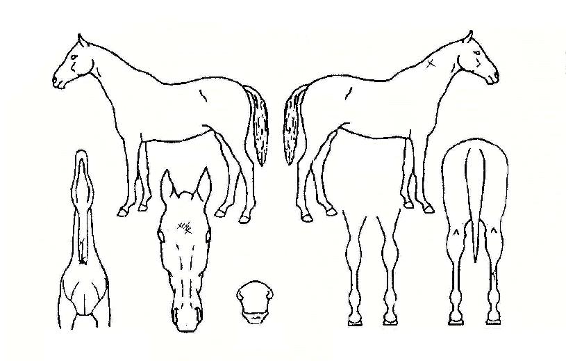 â�������� ����,���,�޸�,�λ�,�ٸ��� Ư¡����