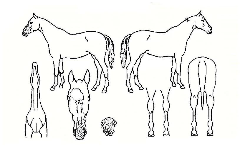 ���̾�� ����,���,�޸�,�λ�,�ٸ��� Ư¡����