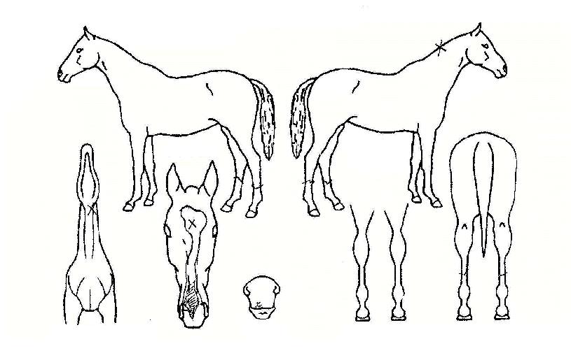 ±ÝÆ÷´ë·ÎÀÇ Ãø¸é,¿ì¸é,µÞ¸é,µÎ»ó,´Ù¸®ÀÇ Æ¯Â¡µµÇØ