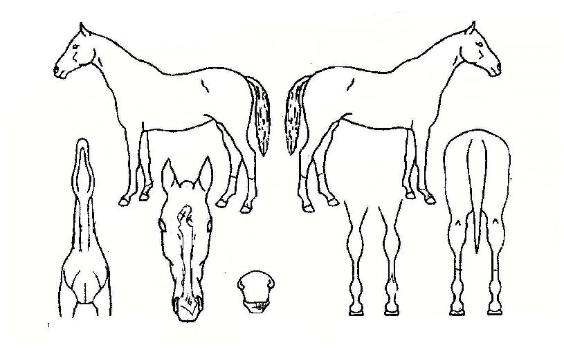 �ͳ��� ����,���,�޸�,�λ�,�ٸ��� Ư¡����