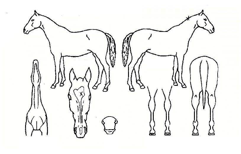 ¿ìÁÖ¿ÕÀÇ Ãø¸é,¿ì¸é,µÞ¸é,µÎ»ó,´Ù¸®ÀÇ Æ¯Â¡µµÇØ