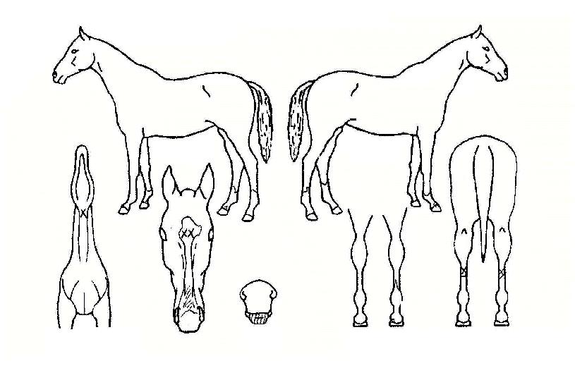 �ǿ���Ÿ�� ����,���,�޸�,�λ�,�ٸ��� Ư¡����