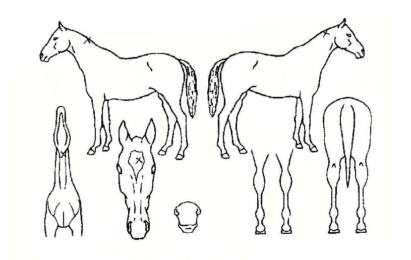 �н�Ʈ�̳����� ����,���,�޸�,�λ�,�ٸ��� Ư¡����