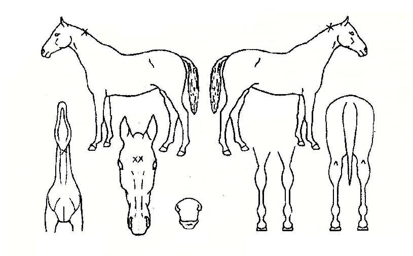 ����޸��� ����,���,�޸�,�λ�,�ٸ��� Ư¡����