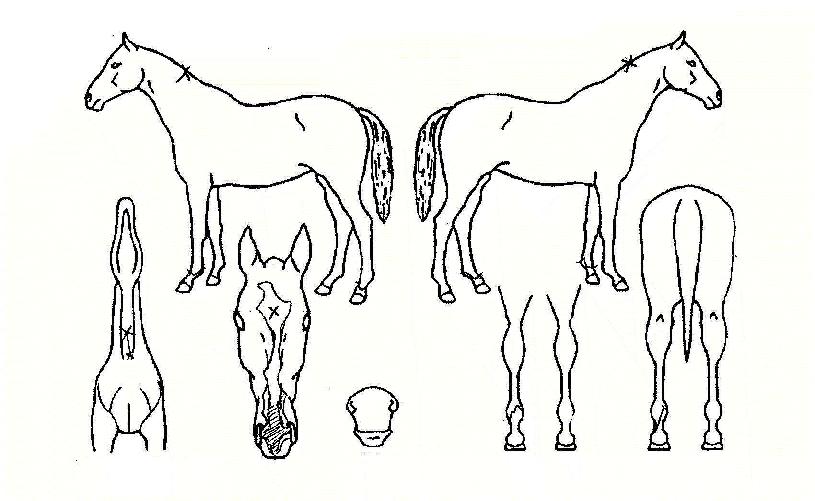 �帲ī�� ����,���,�޸�,�λ�,�ٸ��� Ư¡����