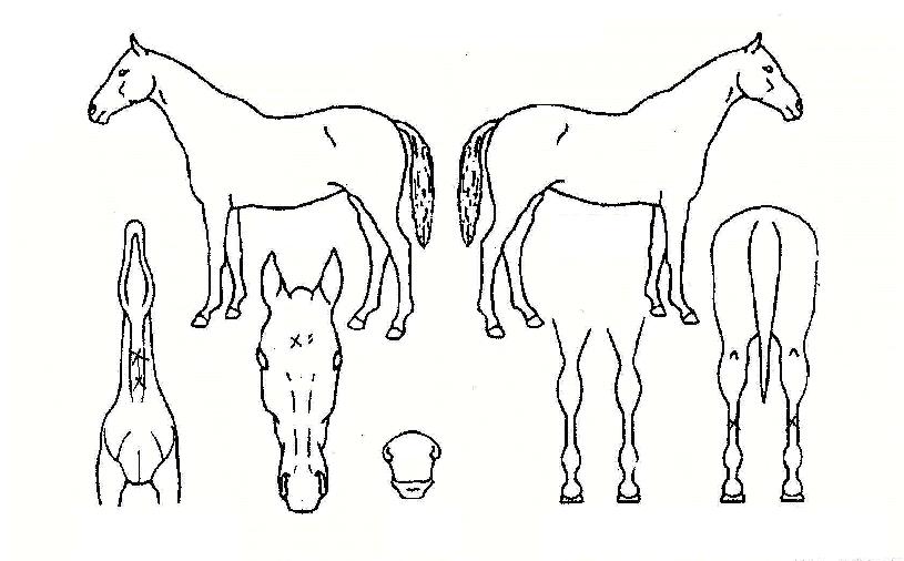 Ǫ�������� ����,���,�޸�,�λ�,�ٸ��� Ư¡����