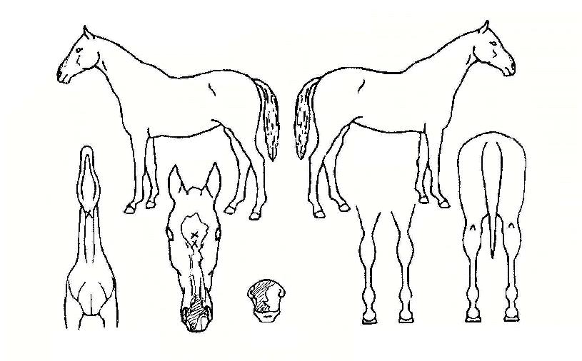 �����׸����� ����,���,�޸�,�λ�,�ٸ��� Ư¡����