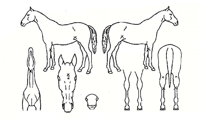 ������ȶ���� ����,���,�޸�,�λ�,�ٸ��� Ư¡����