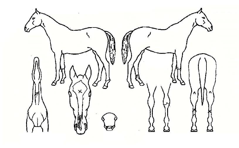 �̽����긮�� ����,���,�޸�,�λ�,�ٸ��� Ư¡����