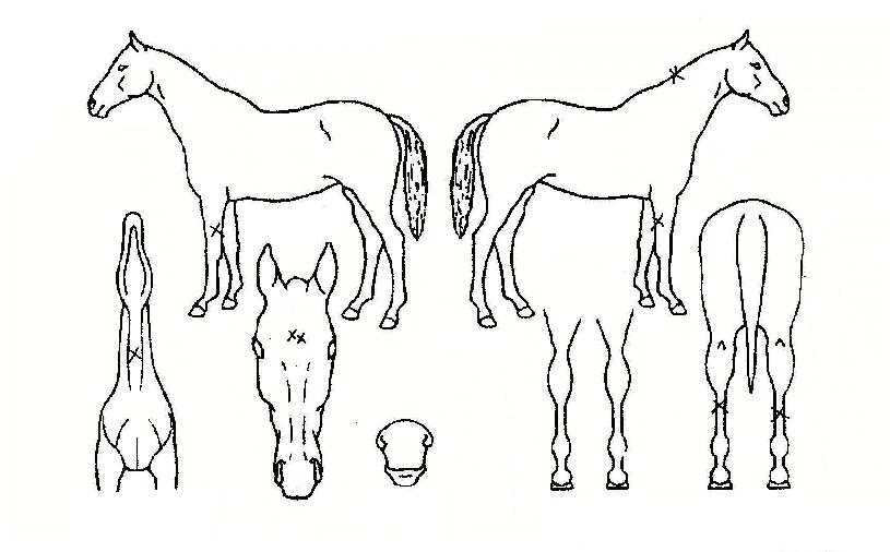 ��¸���� ����,���,�޸�,�λ�,�ٸ��� Ư¡����