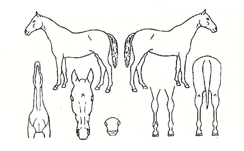 ���̽��ö���� ����,���,�޸�,�λ�,�ٸ��� Ư¡����