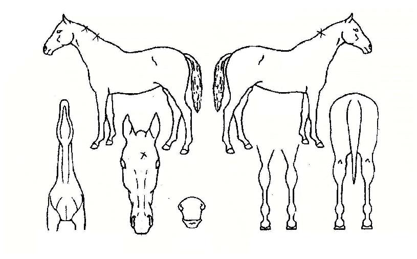 ���è���� ����,���,�޸�,�λ�,�ٸ��� Ư¡����