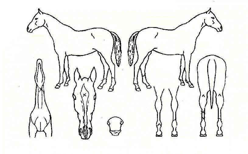 ���ǽ������� ����,���,�޸�,�λ�,�ٸ��� Ư¡����