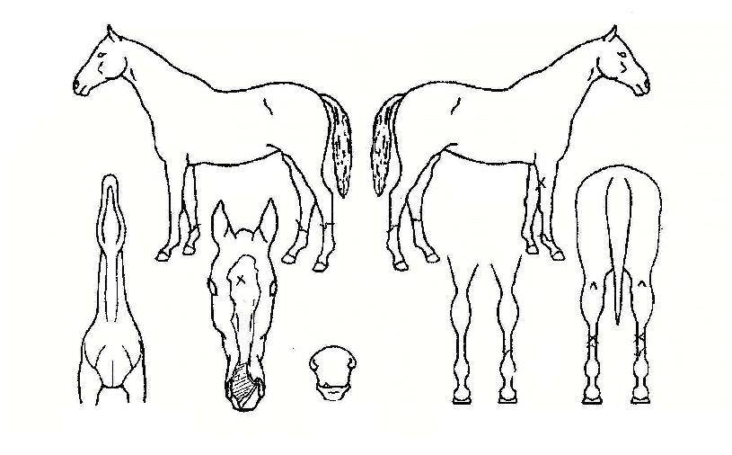 ¿À´ÃµµÃà¹èÀÇ Ãø¸é,¿ì¸é,µÞ¸é,µÎ»ó,´Ù¸®ÀÇ Æ¯Â¡µµÇØ