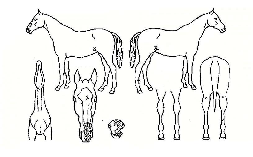 ���νŹ����� ����,���,�޸�,�λ�,�ٸ��� Ư¡����