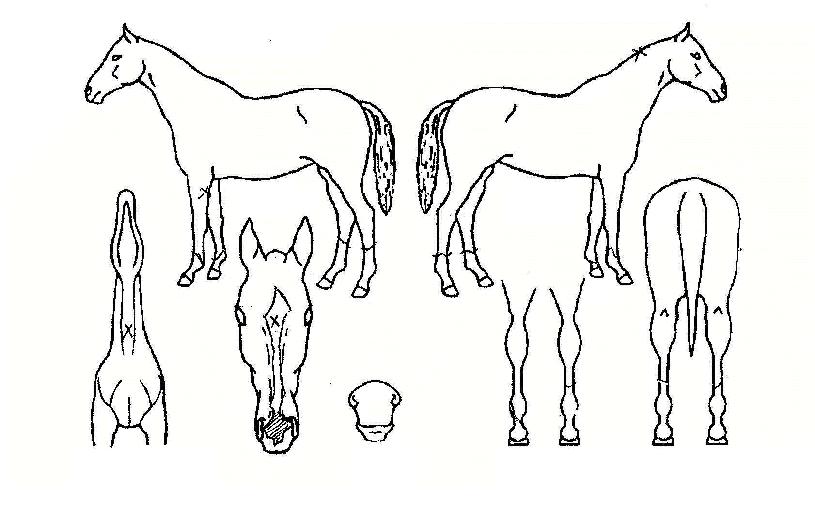 Ȳ���ʺ��� ����,���,�޸�,�λ�,�ٸ��� Ư¡����