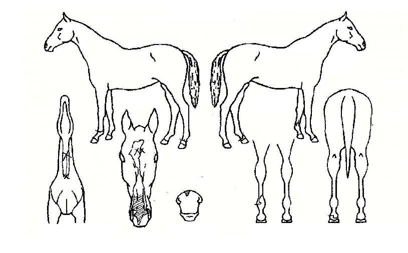 ³×À̺ñÄýÀÇ Ãø¸é,¿ì¸é,µÞ¸é,µÎ»ó,´Ù¸®ÀÇ Æ¯Â¡µµÇØ