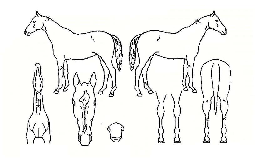 ·¹µåºê·¹À̺êÀÇ Ãø¸é,¿ì¸é,µÞ¸é,µÎ»ó,´Ù¸®ÀÇ Æ¯Â¡µµÇØ