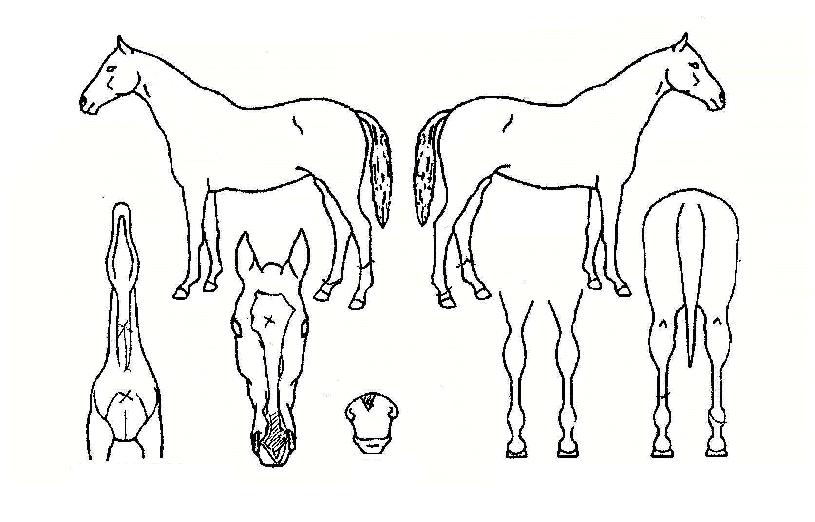 �Ӵ����� ����,���,�޸�,�λ�,�ٸ��� Ư¡����