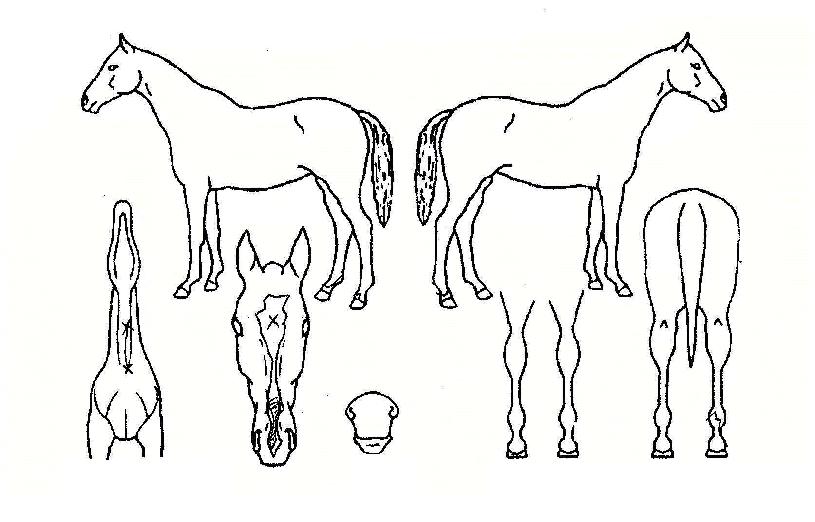 ��Ű�ְ��� ����,���,�޸�,�λ�,�ٸ��� Ư¡����