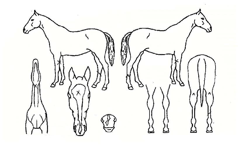 ������Ż������ ����,���,�޸�,�λ�,�ٸ��� Ư¡����