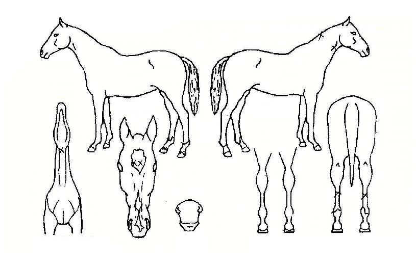 ����ô��� ����,���,�޸�,�λ�,�ٸ��� Ư¡����