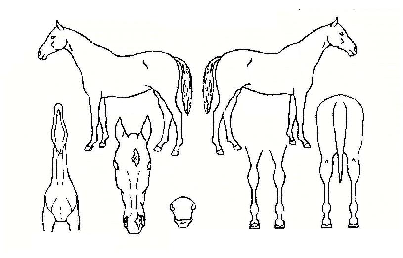 ��ö���� ����,���,�޸�,�λ�,�ٸ��� Ư¡����