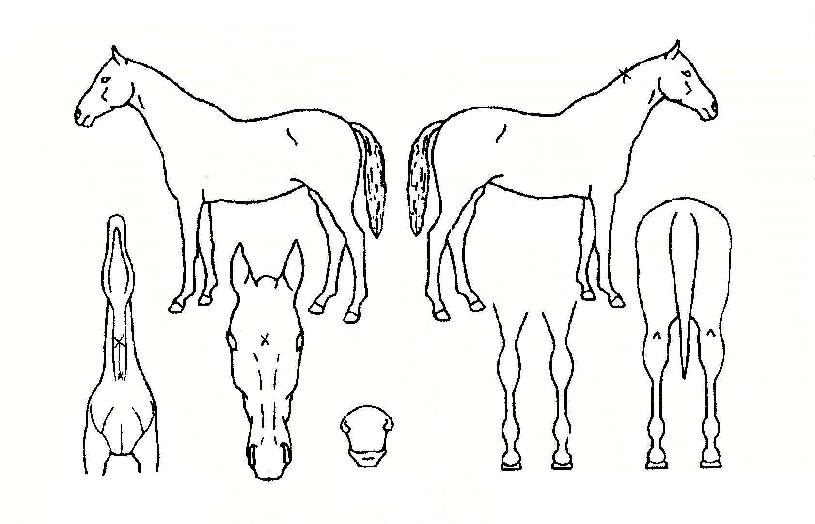 �ٷ��� ����,���,�޸�,�λ�,�ٸ��� Ư¡����