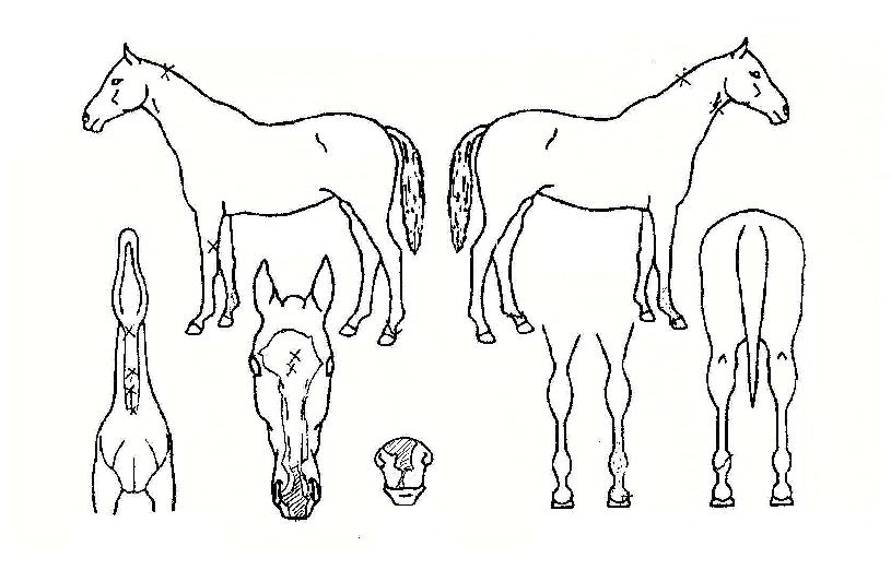 ���꼺�� ����,���,�޸�,�λ�,�ٸ��� Ư¡����